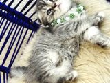 Scottish Fold Silver