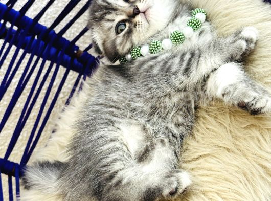 Scottish Fold Silver görsel