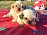 Shi̇h Tzu Kizlar