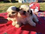 Shi̇h Tzu Kizlar