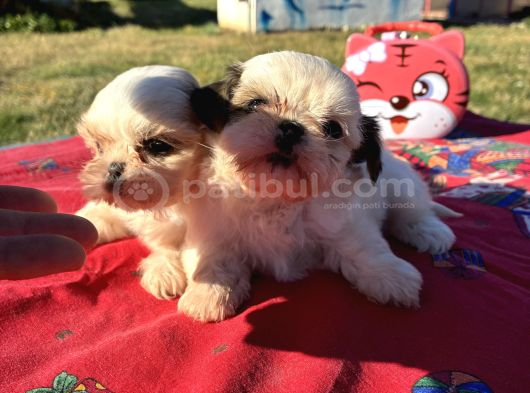Shi̇h Tzu Kizlar görsel