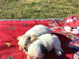 Shi̇h Tzu Kizlar