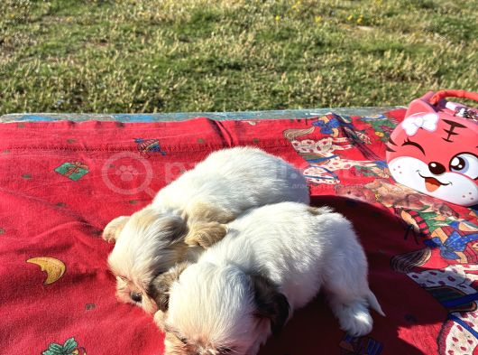 Shi̇h Tzu Kizlar görsel