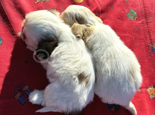 Shi̇h Tzu Kizlar görsel