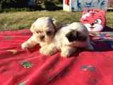 SHİH TZU KIZLAR