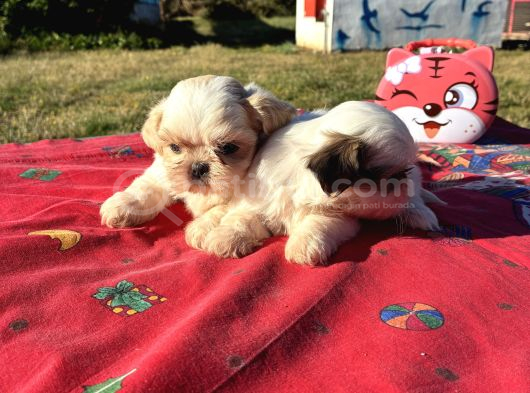 Shi̇h Tzu Kizlar