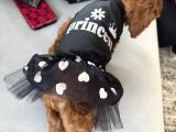 Toy Poodle Dişi