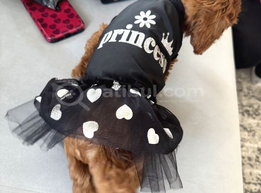 Toy Poodle Dişi görsel