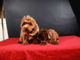 14 Şubat Doğumlu Malti̇poo Yavrular