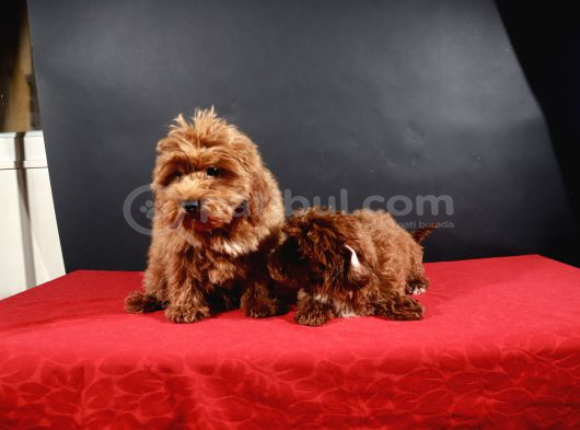 14 Şubat Doğumlu Malti̇poo Yavrular görsel