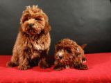 14 ŞUBAT DOĞUMLU MALTİPOO YAVRULAR