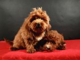 14 Şubat Doğumlu Malti̇poo Yavrular