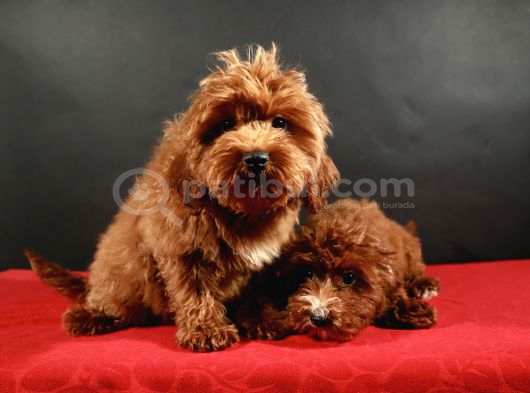 14 Şubat Doğumlu Malti̇poo Yavrular görsel