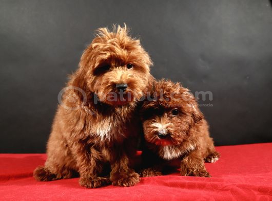 14 Şubat Doğumlu Malti̇poo Yavrular görsel
