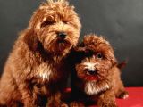 14 Şubat Doğumlu Malti̇poo Yavrular