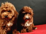 14 Şubat Doğumlu Malti̇poo Yavrular