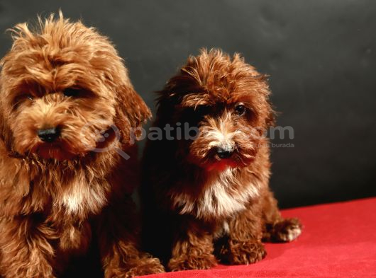 14 Şubat Doğumlu Malti̇poo Yavrular görsel