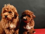 14 Şubat Doğumlu Malti̇poo Yavrular