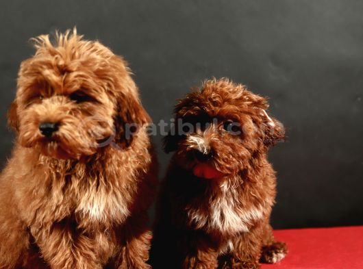 14 Şubat Doğumlu Malti̇poo Yavrular görsel