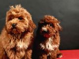 14 Şubat Doğumlu Malti̇poo Yavrular