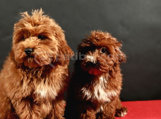 14 Şubat Doğumlu Malti̇poo Yavrular görsel