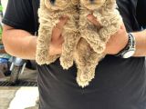 Sağlıklı Orjinal Kıvırcık Maltipoo  Bebekler
