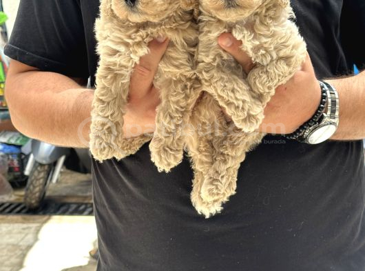 Sağlıklı Orjinal Kıvırcık Maltipoo  Bebekler görsel