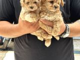 Sağlıklı Orjinal Kıvırcık Maltipoo  Bebekler