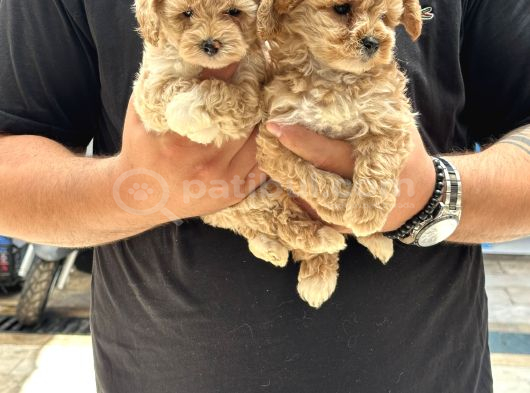 Sağlıklı Orjinal Kıvırcık Maltipoo  Bebekler görsel