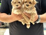 Sağlıklı Orjinal Kıvırcık Maltipoo  Bebekler