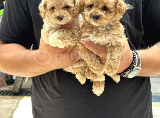 Sağlıklı Orjinal Kıvırcık Maltipoo  Bebekler görsel