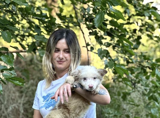 Özel Renk Border Collie Yavrusu görsel