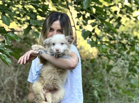 Özel Renk Border Collie Yavrusu görsel