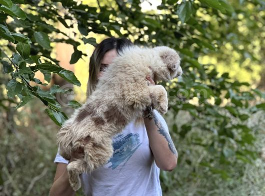 Özel Renk Border Collie Yavrusu görsel