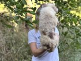 Özel Renk Border Collie Yavrusu