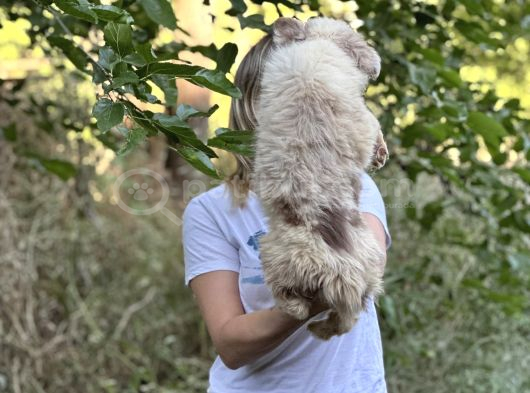 Özel Renk Border Collie Yavrusu görsel