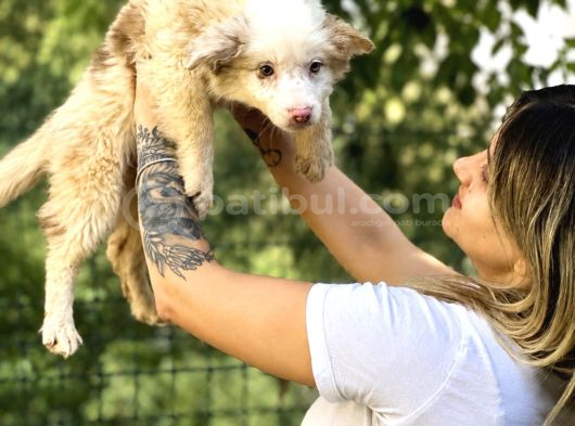 Özel Renk Border Collie Yavrusu