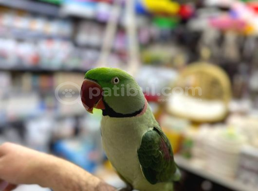 Evci̇l Alexander İskender Papağanlari Gönderi̇m Var görsel