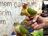 El Besleme Konur Papağanlari Gönderi̇m Mevcut