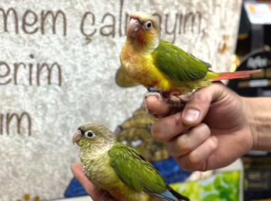 El Besleme Konur Papağanlari Gönderi̇m Mevcut görsel