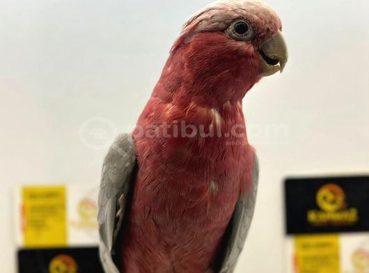Evci̇l Gül Cacadu Papağanimiz Gönderi̇m Mevcut görsel