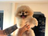 Yetişkin Orjinal Pomeranian
