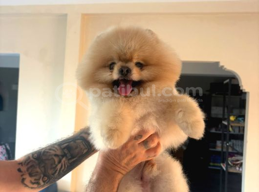 Yetişkin Orjinal Pomeranian görsel