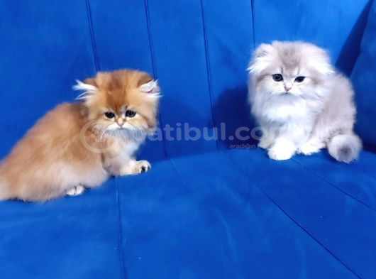 Irkının En Güzelleri Longhair Gold Ve Blue Gold Yavrularımız görsel