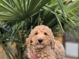 Giant Dev Poodle Yavrularımız Burkemde