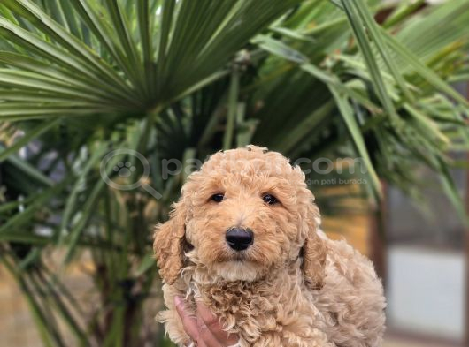 Giant Dev Poodle Yavrularımız Burkemde görsel