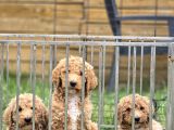 Giant Dev Poodle Yavrularımız Burkemde