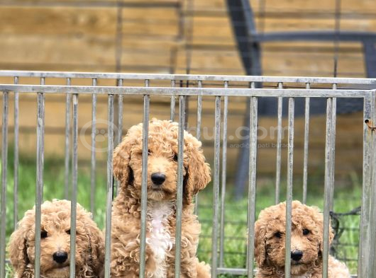 Giant Dev Poodle Yavrularımız Burkemde görsel