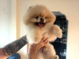 Yetişkin orjinal pomeranian