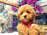 Kore Maltipoo Cocuklar